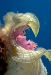 Pink Nudi Flabelina affinis softly nested in his coton co... by Jean-claude Zaveroni 